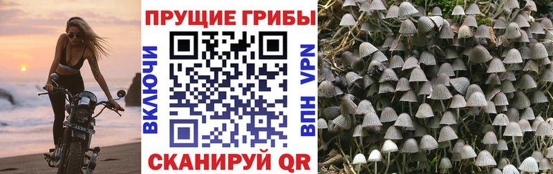 Галлюциногенные грибы Psilocybe Демидов
